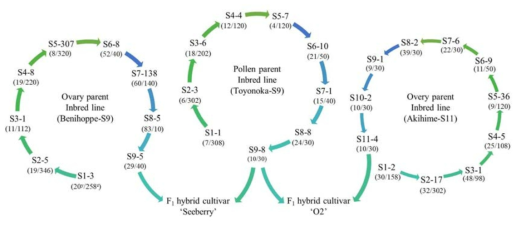 Pedigree diagram of parents for ‘Seeberry’ and ‘O2’ F1 hybrid breeding in octoploid strawberry. Sn-number means that Sn shows selfing generation and number shows number of selected individuals among y in bracket, and Z in bracket shows the number of surviving seedling after sowing in each generation, y in bracket shows the numbers of selected individual among surviving seedlings for advancing selfing generation