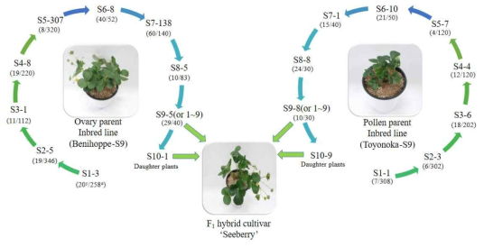 Pedigree diagram of parents for ‘Seeberry’ F1 hybrid breeding in octoploid strawberry. In Sn-number means, Sn shows selfing generation and the number is the number of selected individuals among y in bracket, and Z in bracket shows the number of surviving seedlings after sowing seeds from each generation, y in bracket shows the number of selected individual among surviving seedlings for advancing selfing generation