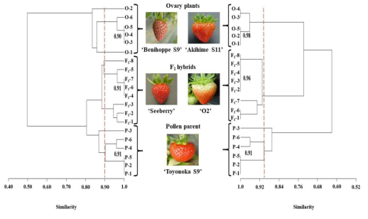 Analysis of genetic similarity among F1 hybrid progeny plants and parent plants. ‘O-1~6’ represents individulals of inbred lines used as ovary parents, ‘P-1~6’ represents individulals of inbred lines used as pollen parents, and ‘F1-1~8’ represents individulals of F1 hybrid strawberry. Red lines and numbers indicate 90% similarity and average values of similarity, respectively