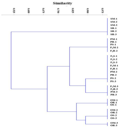 Dendrogram showing the genetic similarity by propagation method. Clustering was performed using UPGMA of Jaccard genetic similarity assessed by seven SSR markers. SM : selhyang mother, SR : selhyang runner, PM : pollen mother, PR: pollen runner, PS : pollen seed propagation, F1M: F1 hybrid mother, F1R: F1 hybrid runner, F1S: F1 hybrid seed propagation, OM : ovary mother, OR : ovary runner, OS : ovary seed propagation