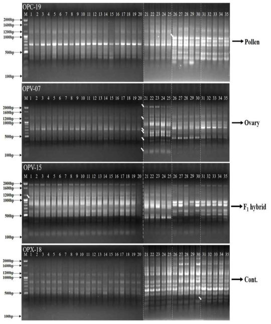 Representative polymorphic bands to test genetic similarity of F1 progeny and parent plants in octoploid strawberry. M : 100bp ladder marker, 1-20 : F1 hybrid (‘Seeberry’), 21-25 : Ovary ( ‘Wonhyo3115’), 26-30 : Pollen (‘Wongyo3116’), 31~35 : Cont. (‘Seolhyong’)