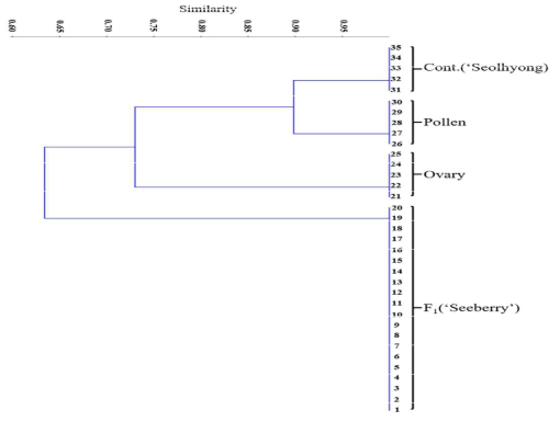 Dendrogram showing the genetic similarity among individuals of F1 hybrid progeny plants and parent plants