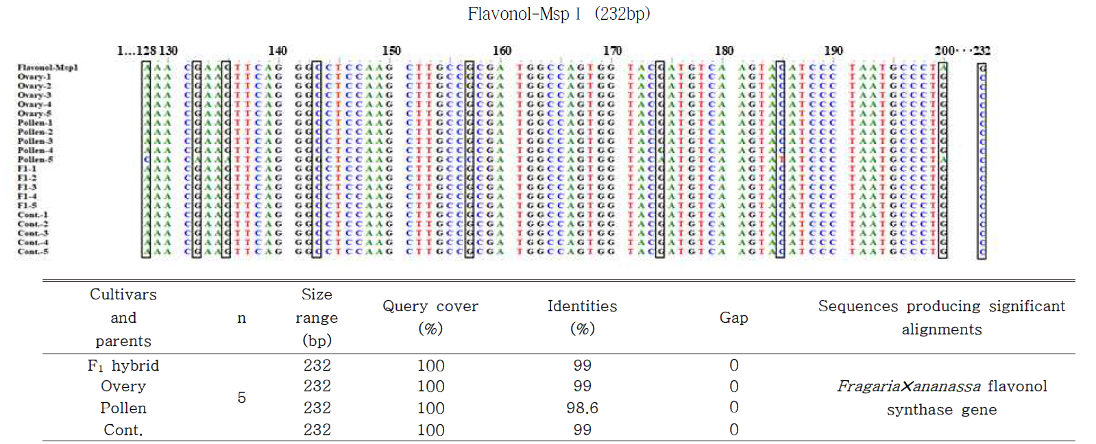 Similarity analysis of nucleotide sequencing between F1 hybrid cultivar, parent plants and Flavonol-MspⅠ marker. The perfect matches are marked by dot. F1 : F1 hybrid (‘Seeberry’), Ovary (‘Wongyo3115’), Pollen (‘Wongyo3116’), Cont. : ‘Seolhyong’. A : Adenosine, C: Cytidine, G: Guanosine, T: Thymidine