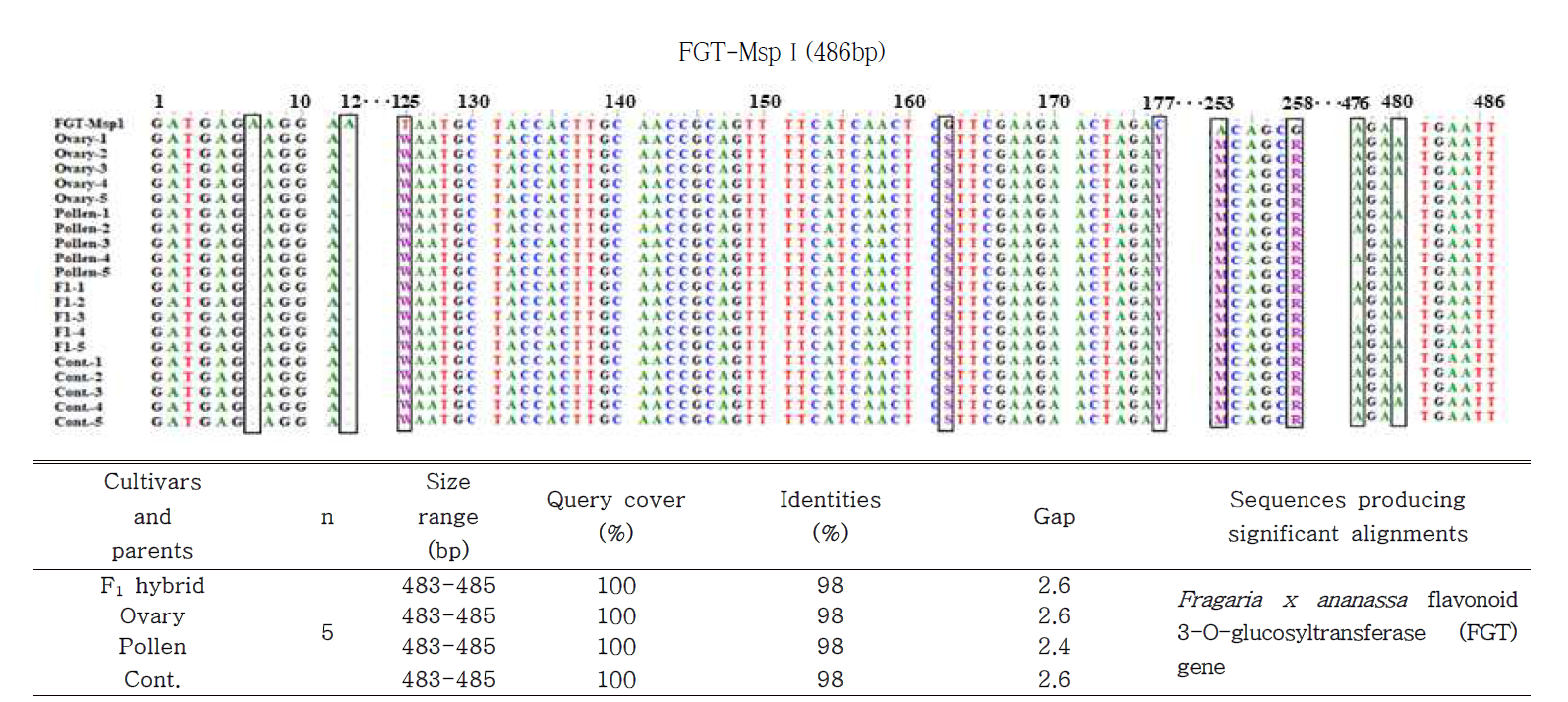 Similarity analysis of nucleotide sequencing between F1 hybrid cultivar, parent plants and FGT-MspⅠ marker. The perfect matches are marked by dot. F1 : F1 hybrid (‘Seeberry’), Ovary (‘Wongyo3115’), Pollen (‘Wongyo3116’), Cont. : ‘Seolhyong’. A : Adenosine, C: Cytidine, G: Guanosine, T: Thymidine, R: A or G, Y: C or T, M; A or C, S: G or C(strong-3H bonds), W: A or T(Weak-2 H bonds)