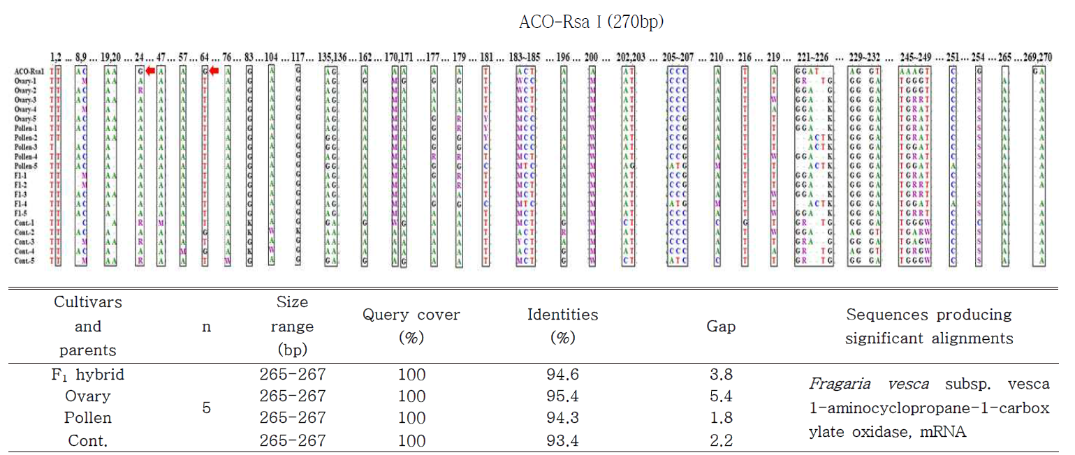 Similarity analysis of nucleotide sequencing between F1 hybrid cultivar, parent plants and ACO-RsaⅠ marker. The perfect matches are marked by dot. F1 : F1 hybrid (‘Seeberry’), Ovary (‘Wongyo3115’), Pollen (‘Wongyo3116’), Cont. : ‘Seolhyong’. A : Adenosine, C: Cytidine, G: Guanosine, T: Thymidine, R: A or G, M; A or C, S: G or C(strong-3H bonds), W: A or T(Weak-2 H bonds). Red arrows indicates the part where the actual nucleotide sequence is different excepted double peak