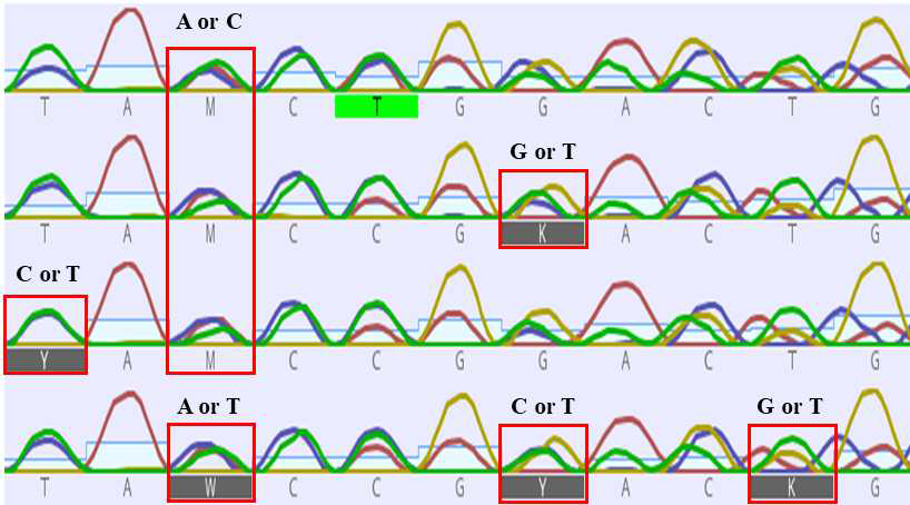 Chromatograms with double peaks of nucleotide sequencing. Quadrangles show nucleotide intensity (peak height) by heterozygous, which cause to make a differences in DNA sequence analysis. A (red line): Adenosine, C (blue line): Cytidine, T (green line): thymidine, G (yellow line): Guanosine. Y: C or T, W: A or T (Weak-2 H bonds), K: G or T