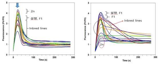 Chlorophyll fluorescence analysis as slow kinetics in octoploid strawberry(seolhyang, F1, inbred line) and diploid strawberry (temperature stress treatment before(25℃, left) and after (35℃, right)