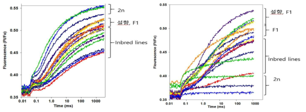 Chlorophyll fluorescence analysis as fast kinetics in octoploid strawberry(seolhyang, F1, inbred line) and diploid strawberry (temperature stress treatment before(25℃, left) and after (35℃, right)