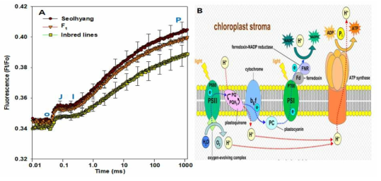 OJIP traces of Chl Fluorescence induction (A) and electron transport in PSⅡ reaction centre complex (B) in strawberry cultivar (lines)