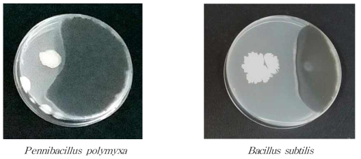 균주별 점무늬병원균(A. panax) 길항활성