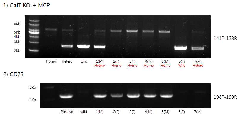 GalT-MCP/-MCP/CD73 돼지와 GalT-MCP/+/CD73 돼지 교배로 생산된 자손의 유전자 분석