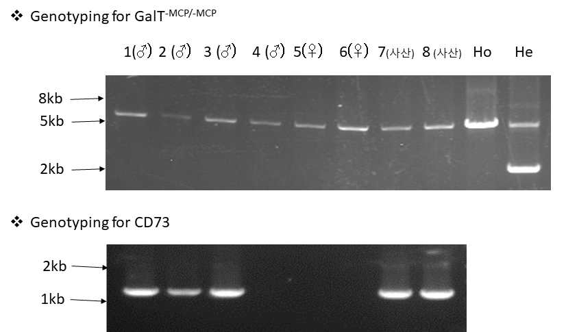 GalT-MCP/-MCP/CD73 돼지와 GalT-MCP/-MCP 돼지 교배로 생산된 자손의 유전자 분석