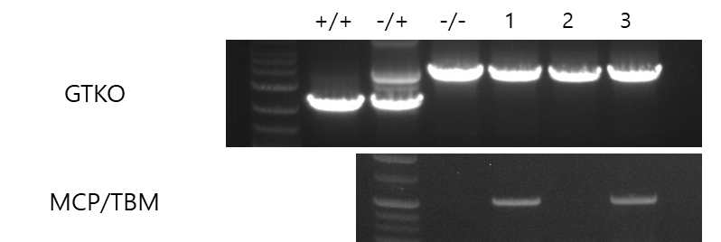 GalT-/-/MCP/TBM 돼지와 GalT-/- 돼지 교배로 생산된 자손의 유전자 분석