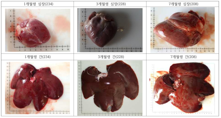 돼지 발생 단계별 심장 및 간 무게 및 크기