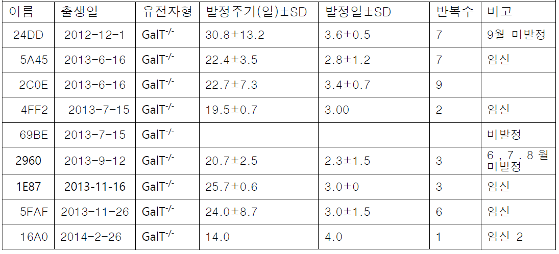 시카고 교잡 형질전환 돼지의 발정주기 분석