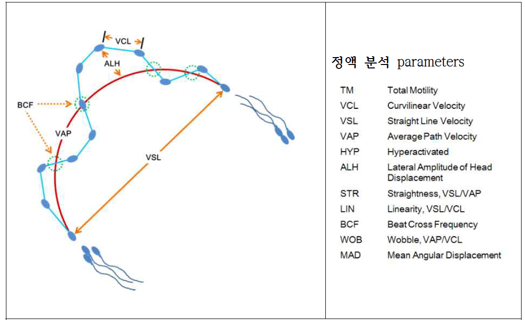 정자의 수정 능력 분석을 위한 parameters 모식도 및 설명