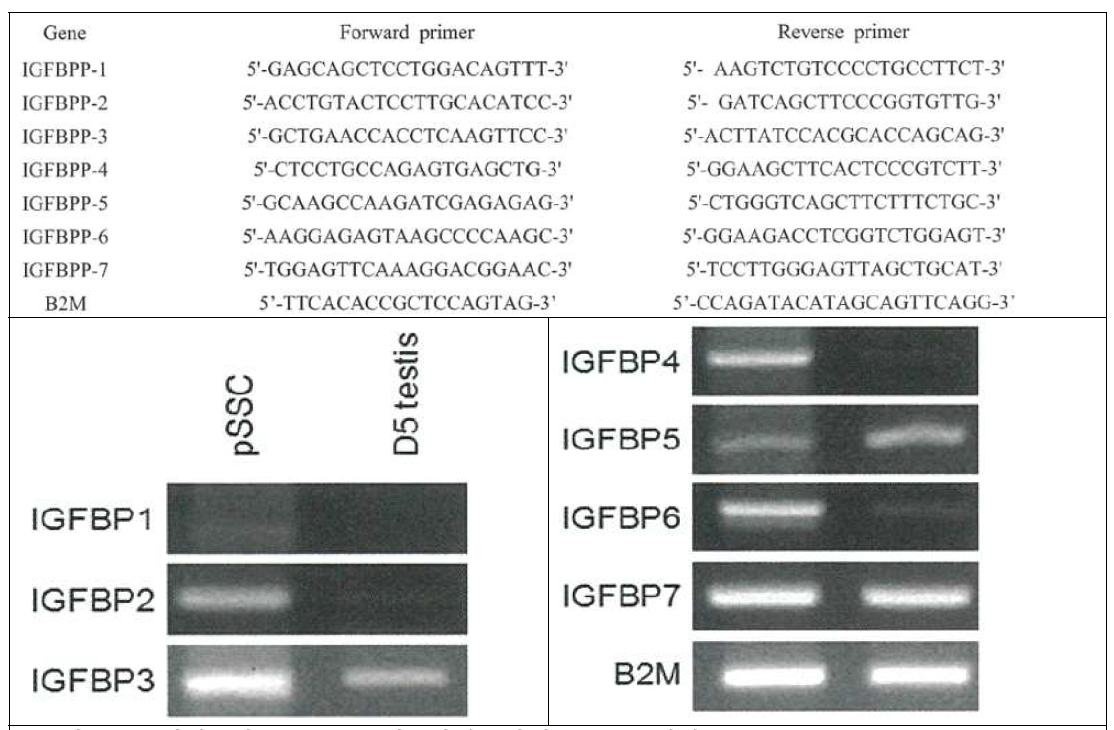 돼지 정소(Testis) 및 정원줄기세포(pSSC)에서 Insulin growth factor binding protein 유전자의 발현 수준 분석. 분석에 활용한 프라이머 정보는 위쪽 그림에서 확인 가능