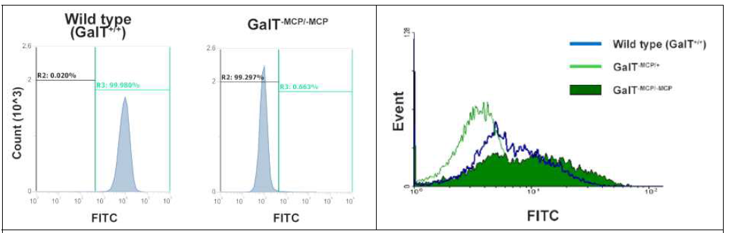 GalT-MCP/-MCP 돼지 세포에서는 Gal 항원이 발현되지 않으며, MCP의 효과적 수준에서 발현을 확인