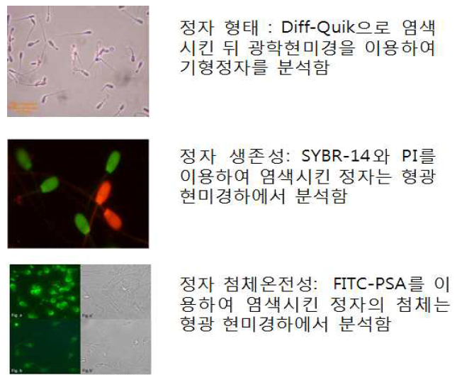 정자의 특성분석 방법