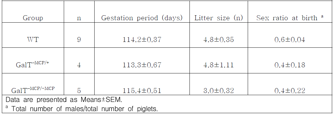 GalT–MCP/+ 및 GalT–MCP/-MCP 형질전환 돼지의 번식특성 분석