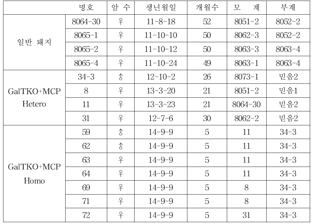 실험에 사용된 GalTKO+MCP 15두 돼지의 생체정보