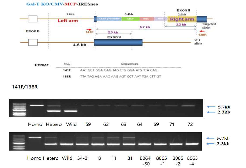GalT KO+MCP 호모의 유전학적 분석 결과