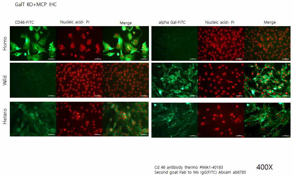 Alpha Gal antibody와 MCP antibody에 의한 면역 형광염색