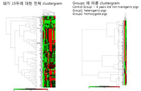 노화관련 84개 유전자에 대한 GalTKO/MCP 돼지의 clustergram