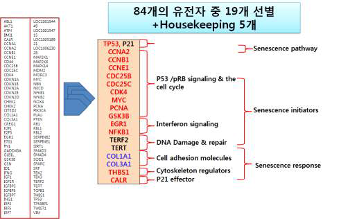 84개의 노화 유전자중 선별된 유전자들의 기능별 분류