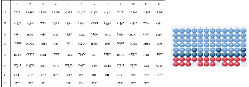 노화 경로 분석용 custom RT² Profiler PCR Array plate