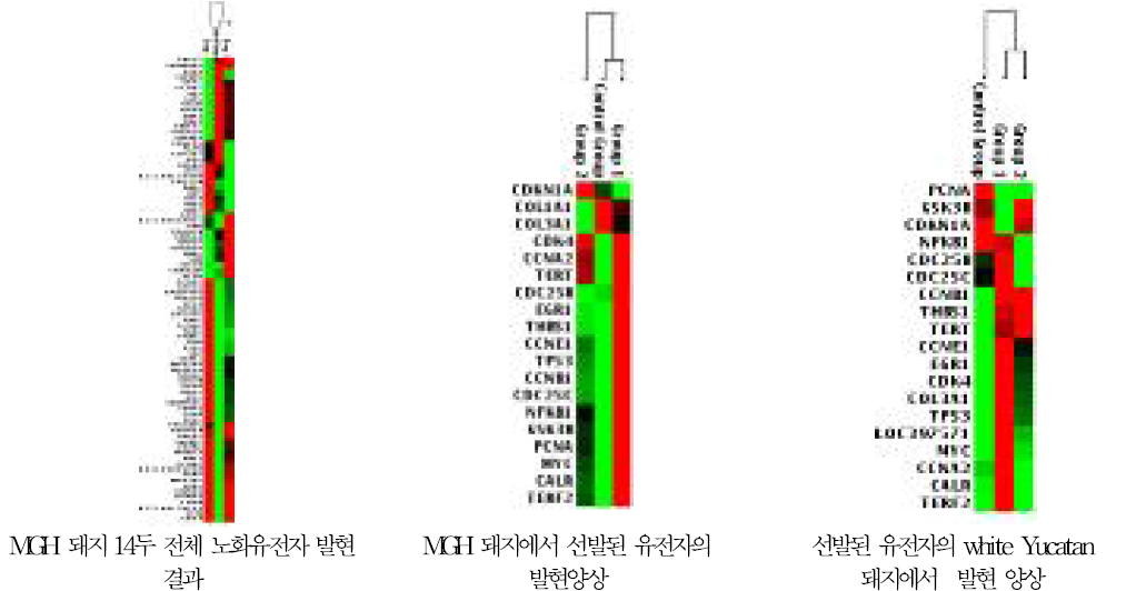 MGH돼지의 노화와 증식에 관련된 글로벌 유전자 RNA profiling