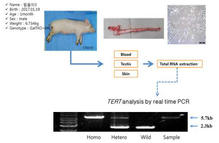 GalTKO 기반 돼지(GalT KO/MCP)의 유전자형 분석 및 세포원 확보