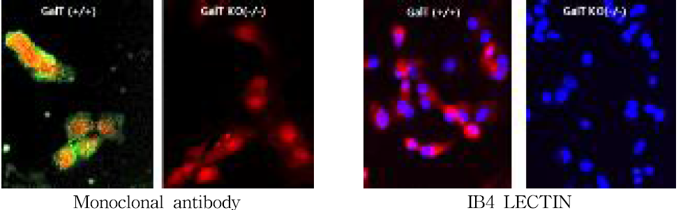 GalT KO돼지의 세포에서 Alpha Gal epitope 발현