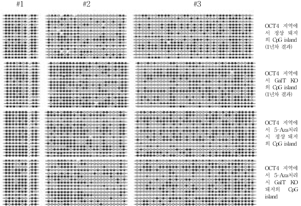 Oct4의 promoter 근처에서 CpG island에서 Methylation 변화