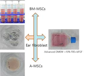 GalTKO/MCP/CD73에서 분리된 MSCs