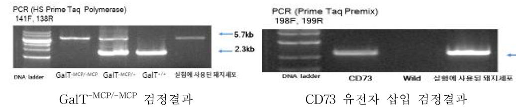 복합형질전환 돼지(GalTKO/MCP/CD73)로부터 추출 배양된 세포의 유전자형 분석