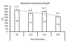 GalT KO 돼지 fibroblast 에서 세포의 장기간 배양에 따른 텔로미어 길이 분석(5반복)