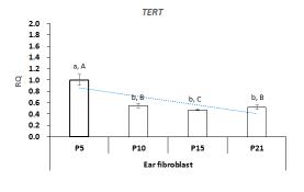 GalT KO 돼지 fibroblast 에서 세포의 장기간 배양에 따른 Telomerase activity 분석(5반복)