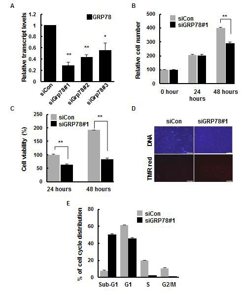 DF-1세포에서 chGRP78 유전자발현 저해가 세포증식 및 세포사에 미치는 영향