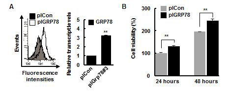 DF-1세포에서 chGRP78 유전자 과발현이 세포증식에 미치는 영향