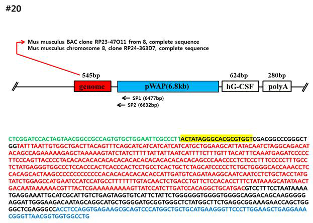 #20 형질전환(pWAP) 분석 결과