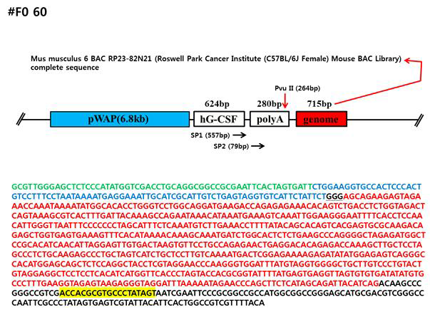 #60 형질전환(pWAP) 분석 결과