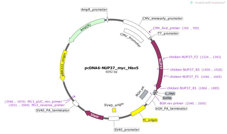 닭 세포의 증식에 중요한 NUP37 유전자 과발현 벡터 및 유전자 발현을 검증하기 위한 primer 위치