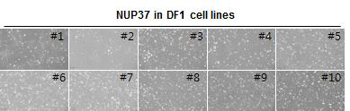 선발된 형질전환 NUP37 세포주