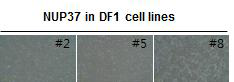 선발된 형질전환 NUP37 세포주 재검증