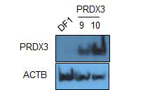 형질전환 PRDX3 세포주에서 단백질발현 분석