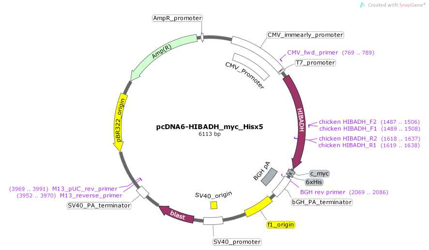 닭 세포의 증식에 중요한 HIBADH 유전자 과발현 벡터 및 유전자 발현 검증하기 위한 primer 위치
