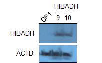 형질전환 HIBADH 세포주에서 단백질발현