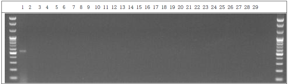 분변 샘플 PCR. 1: Marker, 2: Positive control, 3: Negative control, 4~13: GM stool DNA 1 hr, 14~23: W.T stool DNA 1 hr, 24~28: non-treatment stool DNA 1 hr, 29: Marker