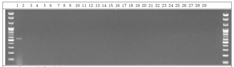 분변 샘플 PCR. 1: Marker, 2: Positive control, 3: Negative control, 4~13: GM stool DNA 3 hr, 14~23: W.T stool DNA 3 hr, 24~28: non-treatment stool DNA 3 hr, 29: Marker